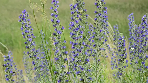 509197 - Viper's bugloss (Echium vulgare)