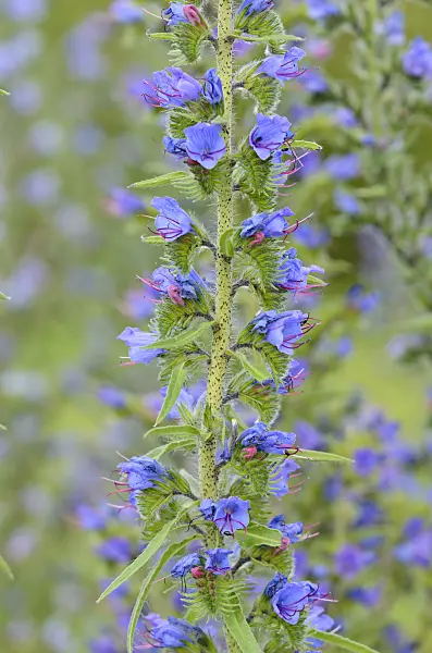 534223 - Viper's bugloss (Echium vulgare)