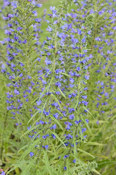 534224 - Viper's bugloss (Echium vulgare)