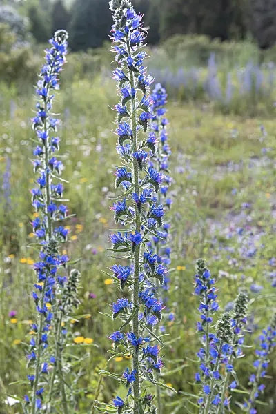 651230 - Viper's bugloss (Echium vulgare)
