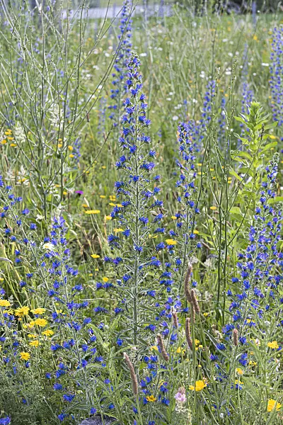 651231 - Viper's bugloss (Echium vulgare)