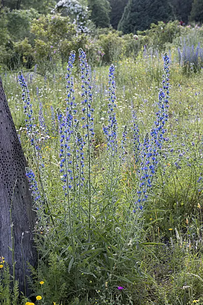 651232 - Viper's bugloss (Echium vulgare)