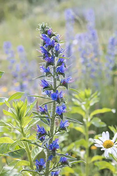 651233 - Viper's bugloss (Echium vulgare)