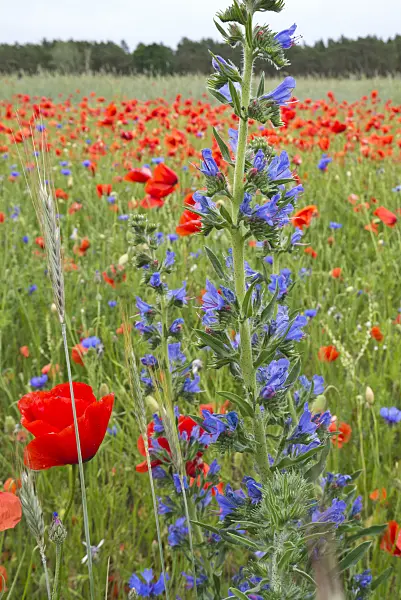 610014 - Viper's bugloss (Echium vulgare) and corn poppy (Papaver rhoeas)
