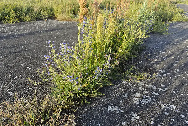 534142 - Viper's bugloss (Echium vulgare) and sour dock (Rumex acetosa)