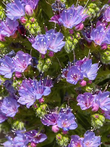 437326 - Viper's bugloss (Echium webbii)