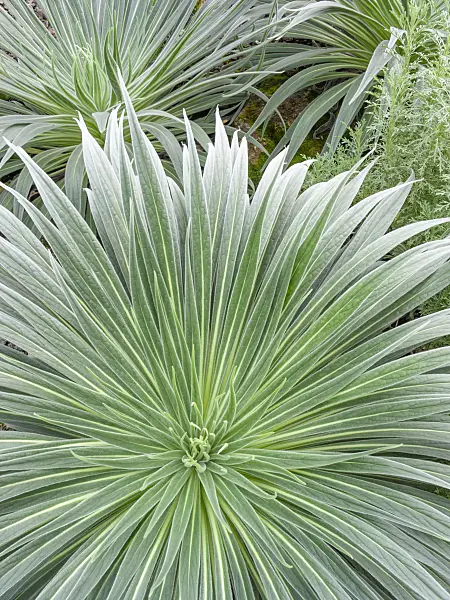 418031 - Viper's bugloss (Echium) with wide foliage in green-silvery colours