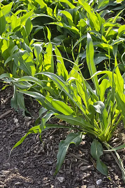 475090 - Viper's grass (Scorzonera hispanica 'Meres')