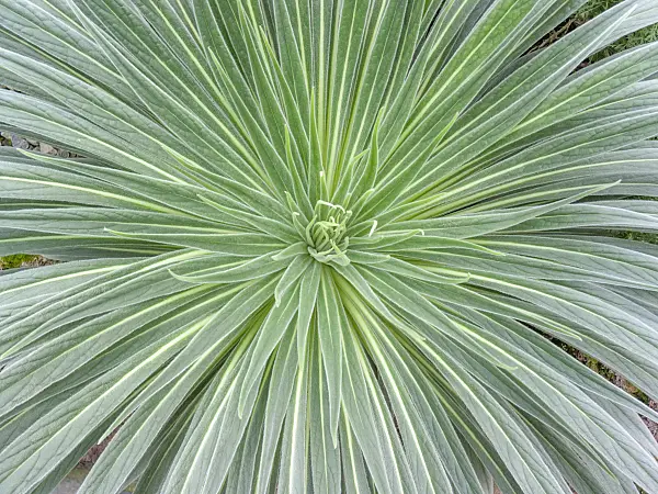 418032 - Vipérine (Echium)
