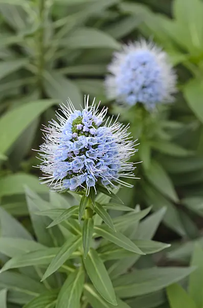 492027 - Vipérine (Echium nervosum)