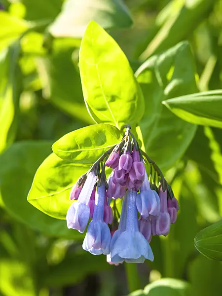 436272 - Virginia bluebells (Mertensia virginica)