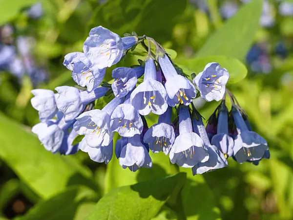 437167 - Virginia bluebells (Mertensia virginica)