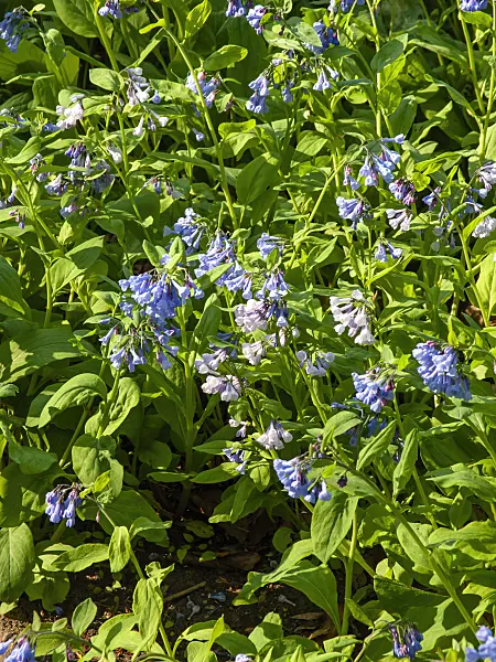 437168 - Virginia bluebells (Mertensia virginica)