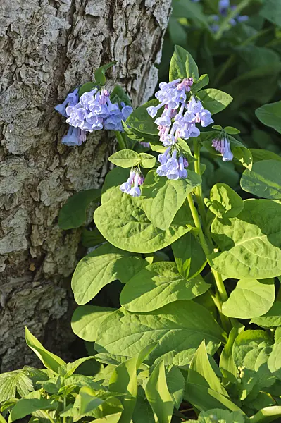 471139 - Virginia bluebells (Mertensia virginica)