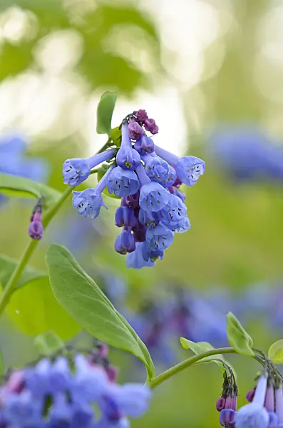 520031 - Virginia bluebells (Mertensia virginica)