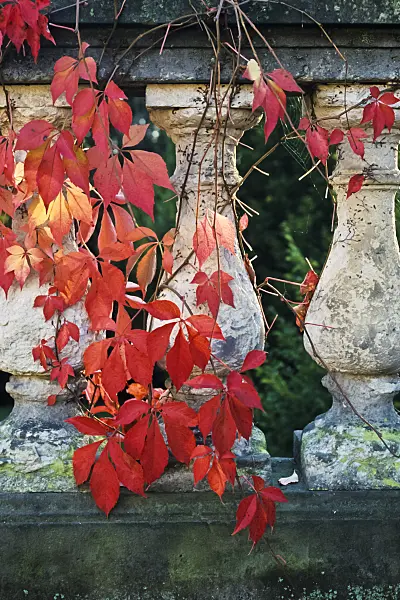 383030 - Virginia creeper (Parthenocissus quinquefolia)