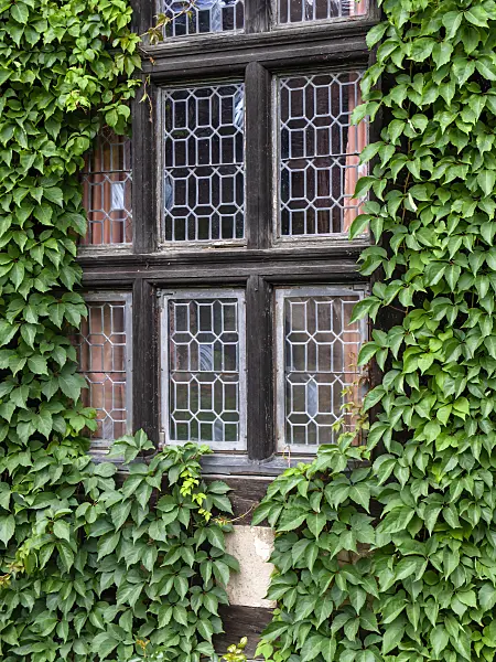 428100 - Virginia creeper (Parthenocissus quinquefolia)