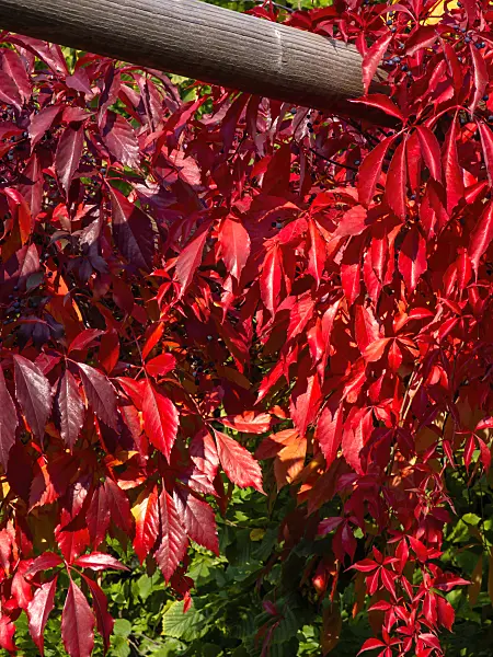 430111 - Virginia creeper (Parthenocissus quinquefolia)