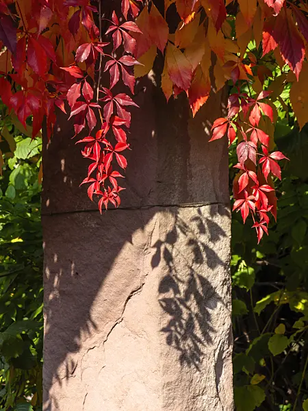 430112 - Virginia creeper (Parthenocissus quinquefolia)