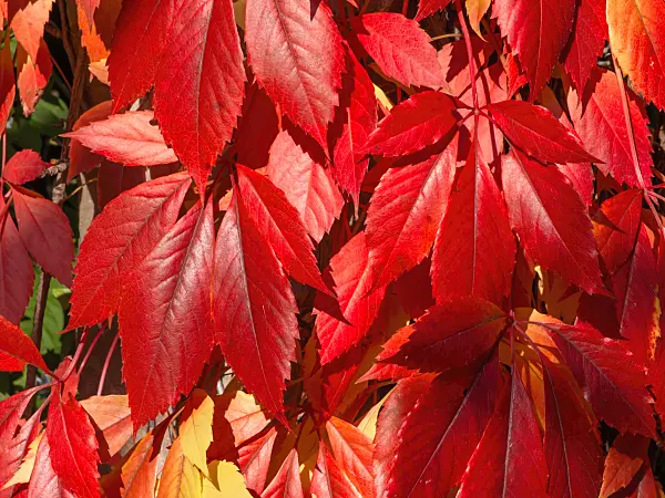 430113 - Virginia creeper (Parthenocissus quinquefolia)