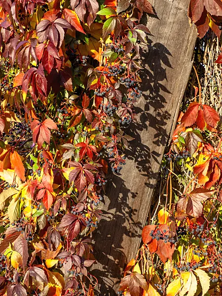 442133 - Virginia creeper (Parthenocissus quinquefolia)