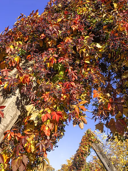 442134 - Virginia creeper (Parthenocissus quinquefolia)