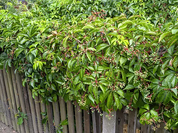 463053 - Virginia creeper (Parthenocissus quinquefolia)