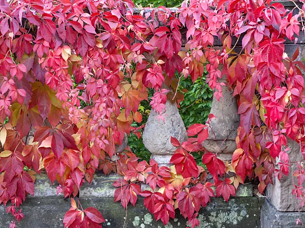 465134 - Virginia creeper (Parthenocissus quinquefolia)