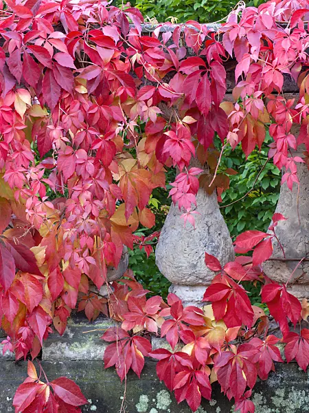 465135 - Virginia creeper (Parthenocissus quinquefolia)