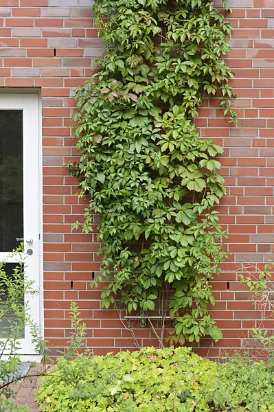 475026 - Virginia creeper (Parthenocissus quinquefolia)