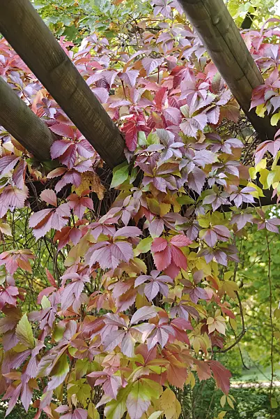 490103 - Virginia creeper (Parthenocissus quinquefolia)