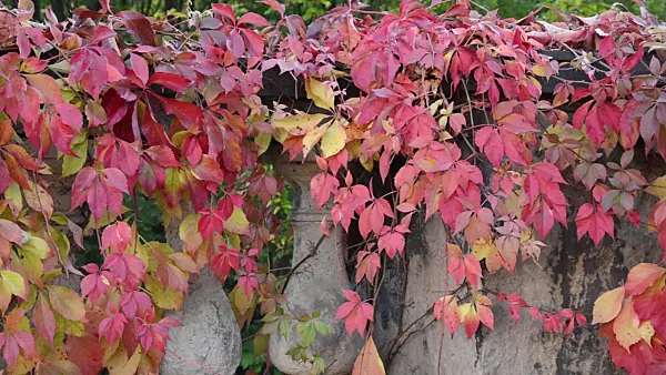 501175 - Virginia creeper (Parthenocissus quinquefolia)