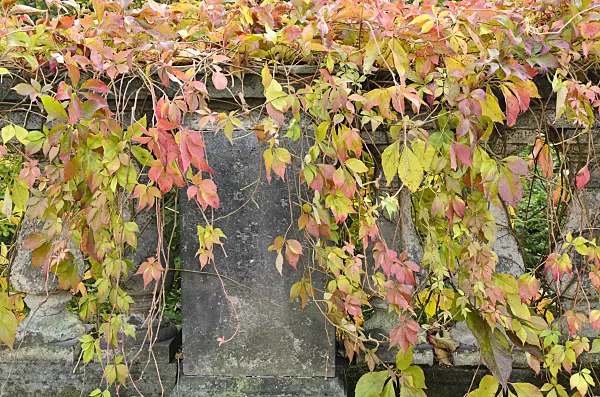 501187 - Virginia creeper (Parthenocissus quinquefolia)