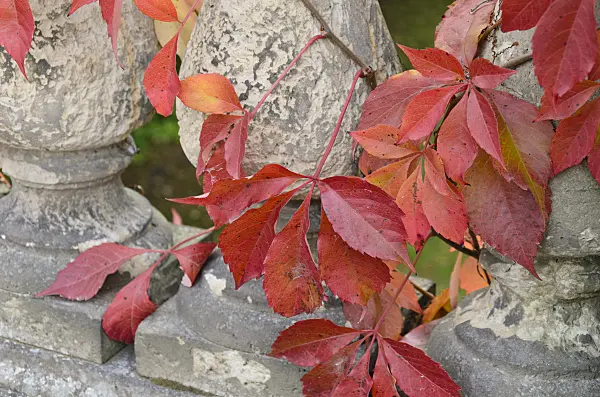 501188 - Virginia creeper (Parthenocissus quinquefolia)