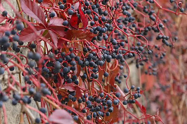 501189 - Virginia creeper (Parthenocissus quinquefolia)