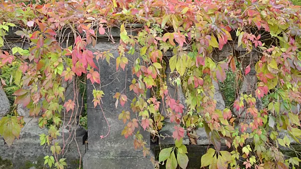 501190 - Virginia creeper (Parthenocissus quinquefolia)