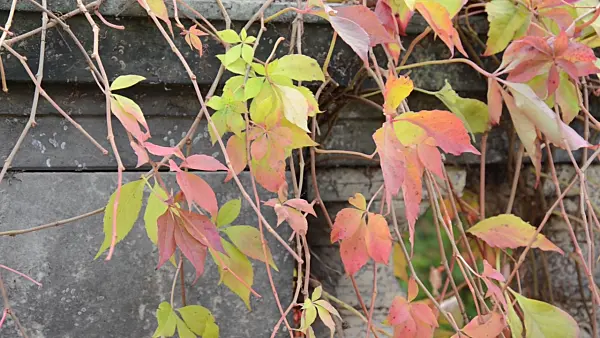 501191 - Virginia creeper (Parthenocissus quinquefolia)