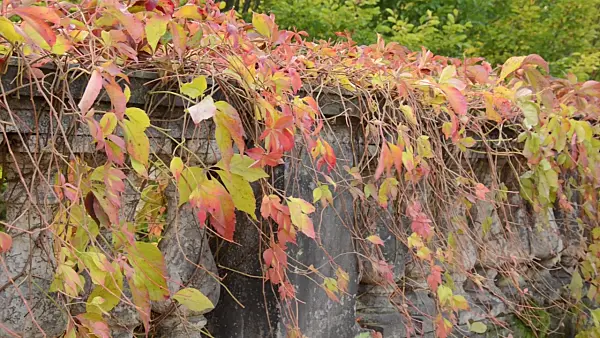 501192 - Virginia creeper (Parthenocissus quinquefolia)