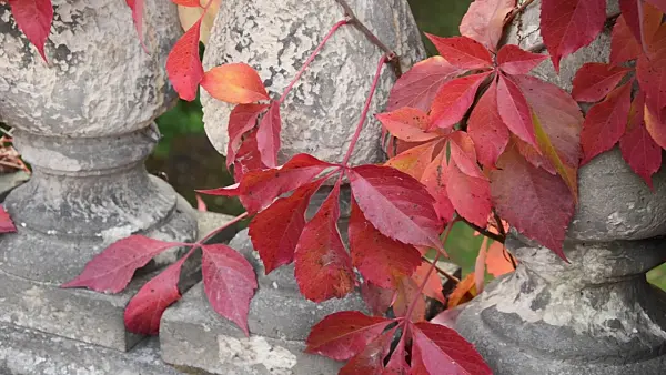 501194 - Virginia creeper (Parthenocissus quinquefolia)