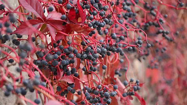 501195 - Virginia creeper (Parthenocissus quinquefolia)