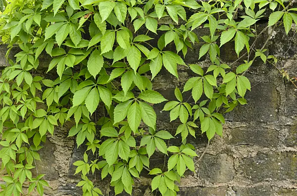 521209 - Virginia creeper (Parthenocissus quinquefolia)