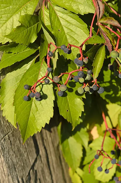 524009 - Virginia creeper (Parthenocissus quinquefolia)