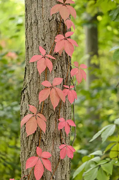 524204 - Virginia creeper (Parthenocissus quinquefolia)