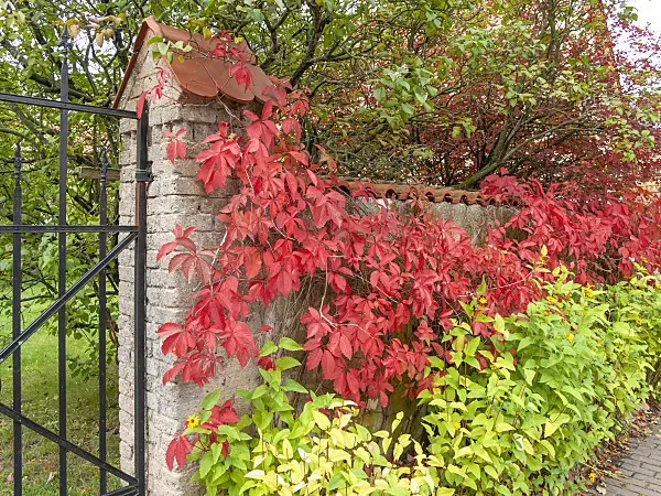 524224 - Virginia creeper (Parthenocissus quinquefolia)