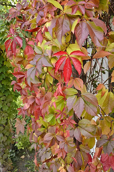 525005 - Virginia creeper (Parthenocissus quinquefolia)