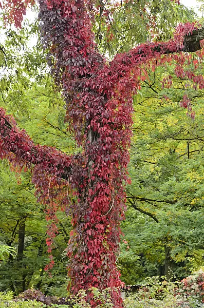 549096 - Virginia creeper (Parthenocissus quinquefolia)