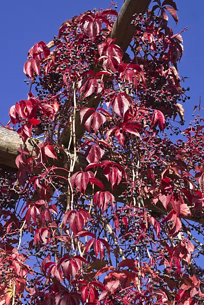 597022 - Virginia creeper (Parthenocissus quinquefolia)
