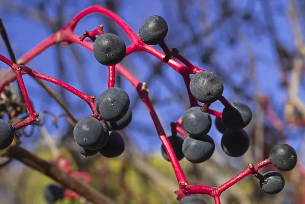 597030 - Virginia creeper (Parthenocissus quinquefolia)