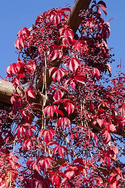 672012 - Virginia creeper (Parthenocissus quinquefolia)