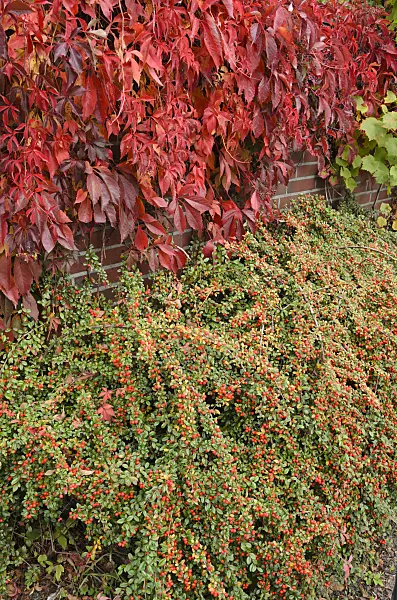 525043 - Virginia creeper (Parthenocissus quinquefolia) and cotoneaster (Cotoneaster)